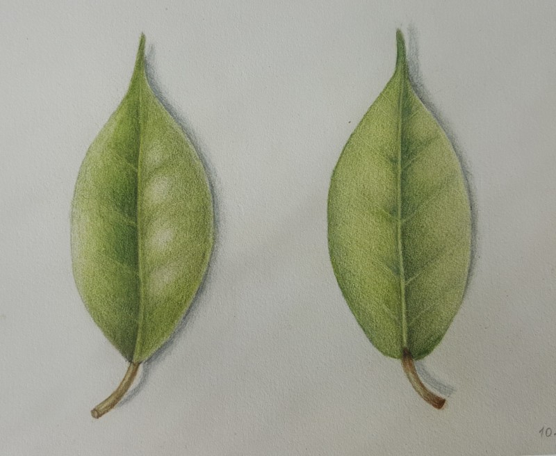 leaf-front-and-back