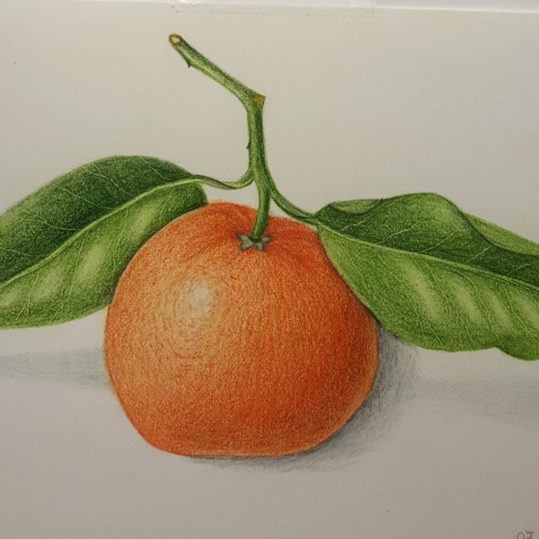 Tangerine with leaves 