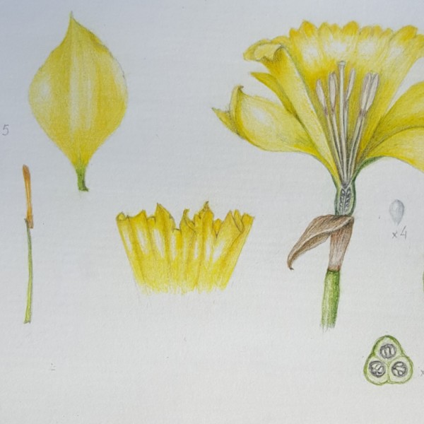 process page daffodil