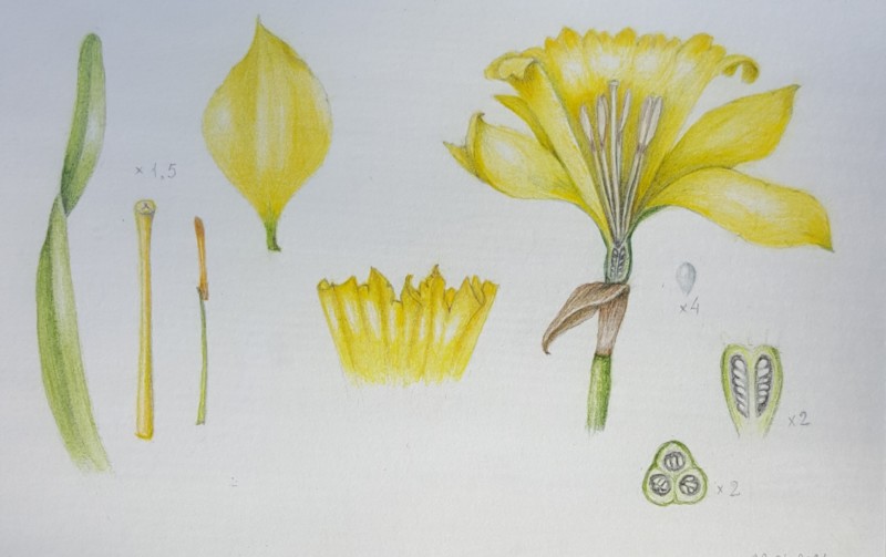 process-page-daffodil