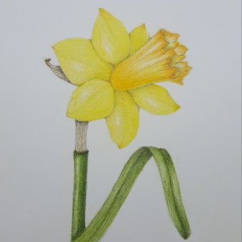 daffodil-6