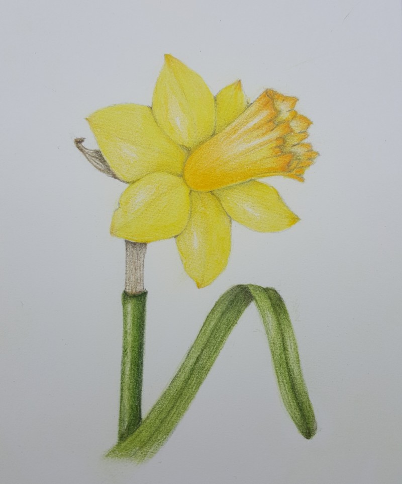 daffodil-6