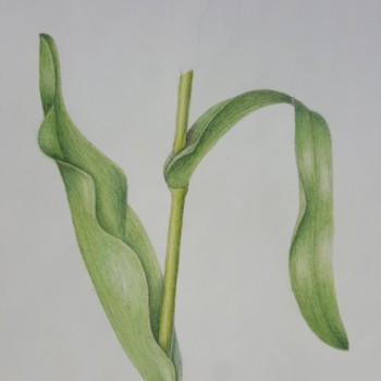 tulip-leaves