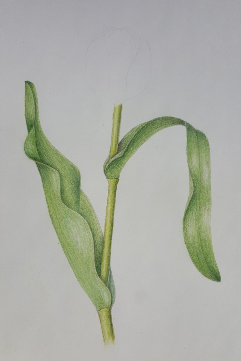 tulip-leaves