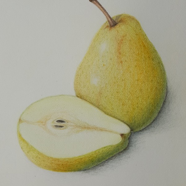 Pear corrected 