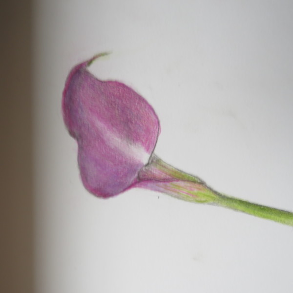 Calla 1 (1)