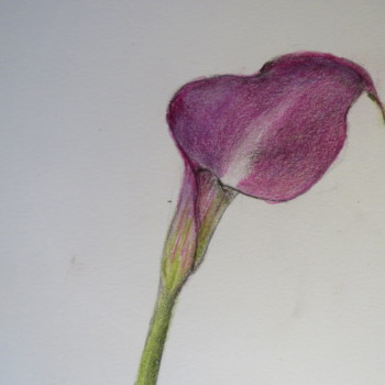 calla-2