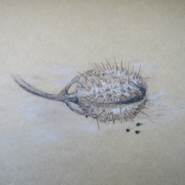Seed Pod on Kraft