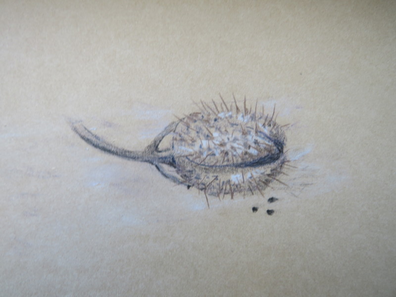 seed-pod-on-kraft