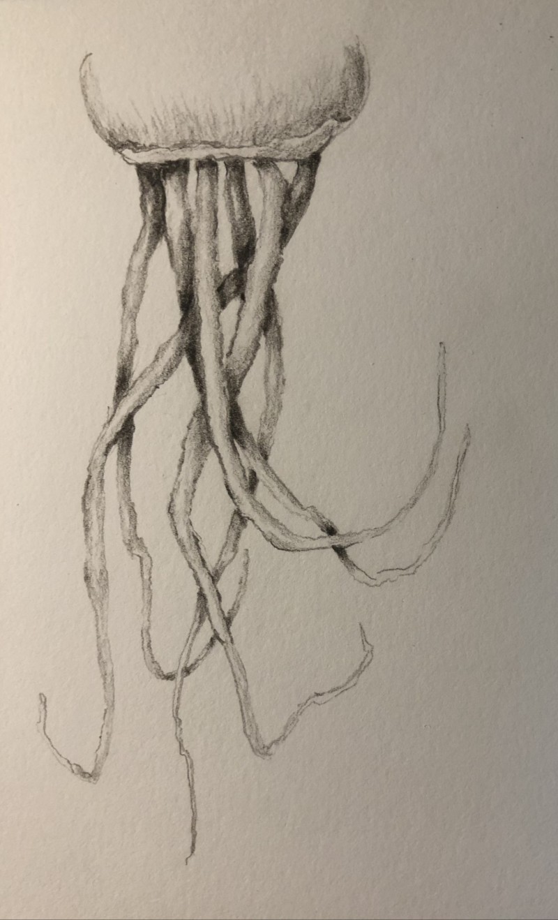 roots-2