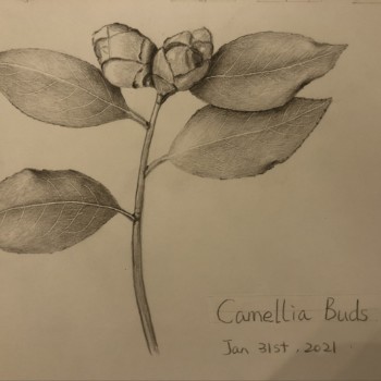 camellia-buds-overlaps