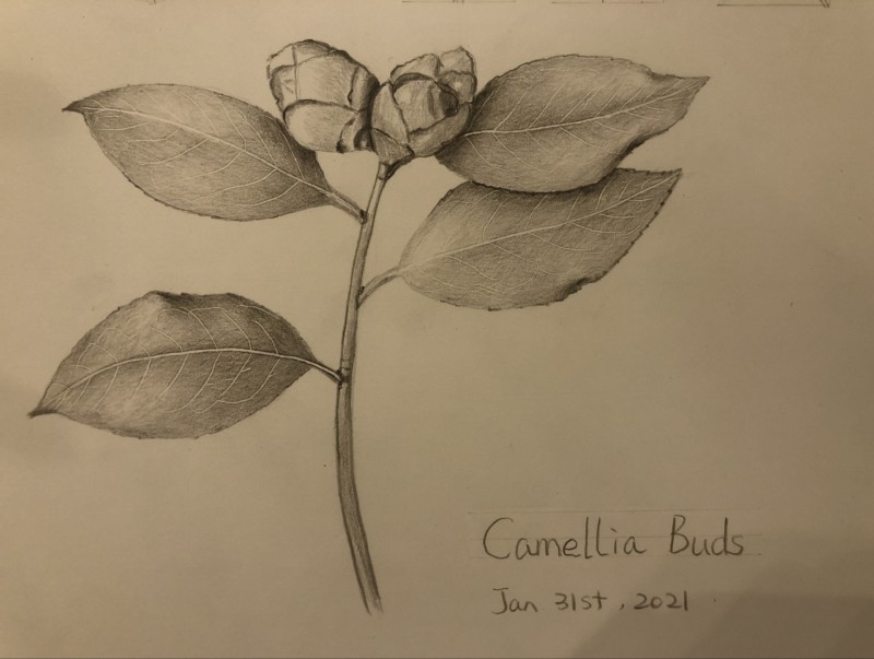 camellia-buds-overlaps