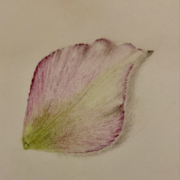 Lenten Rose Petal