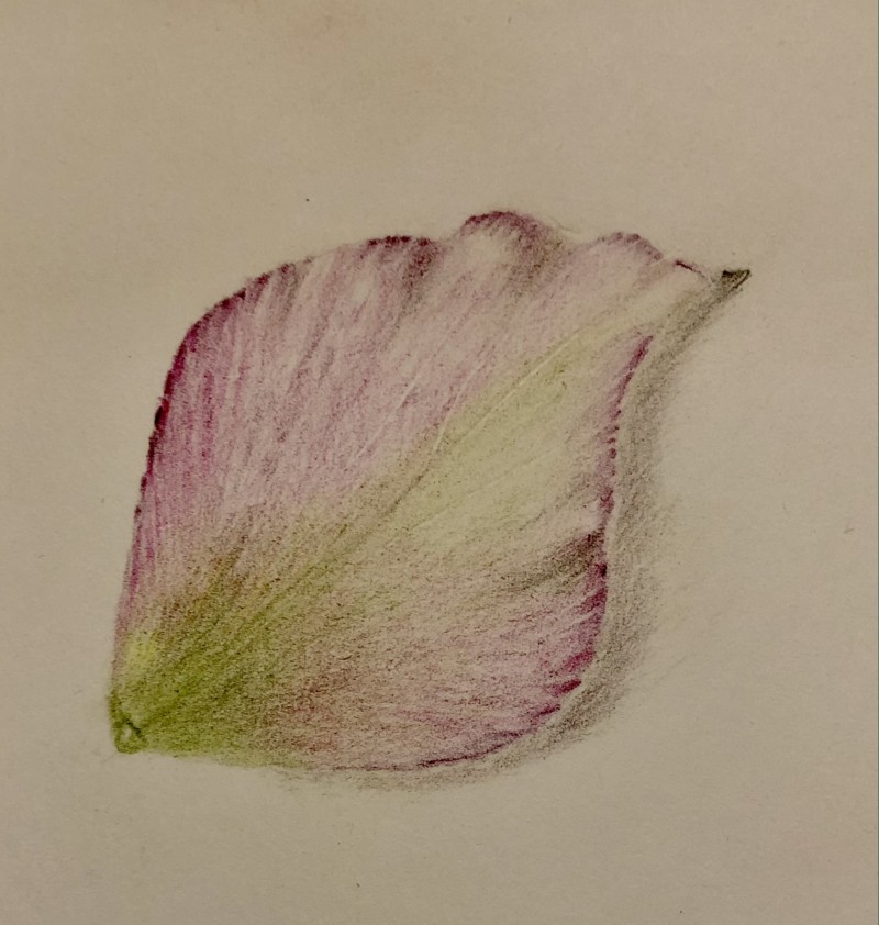 lenten-rose-petal