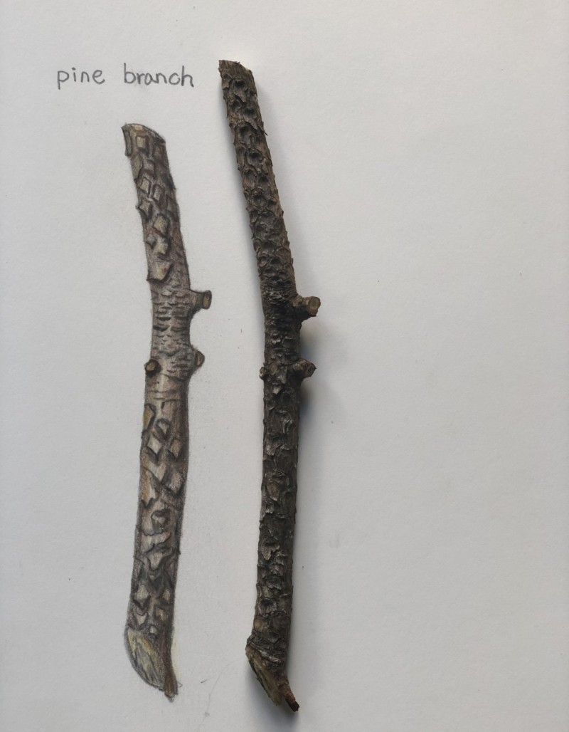 pine-branch