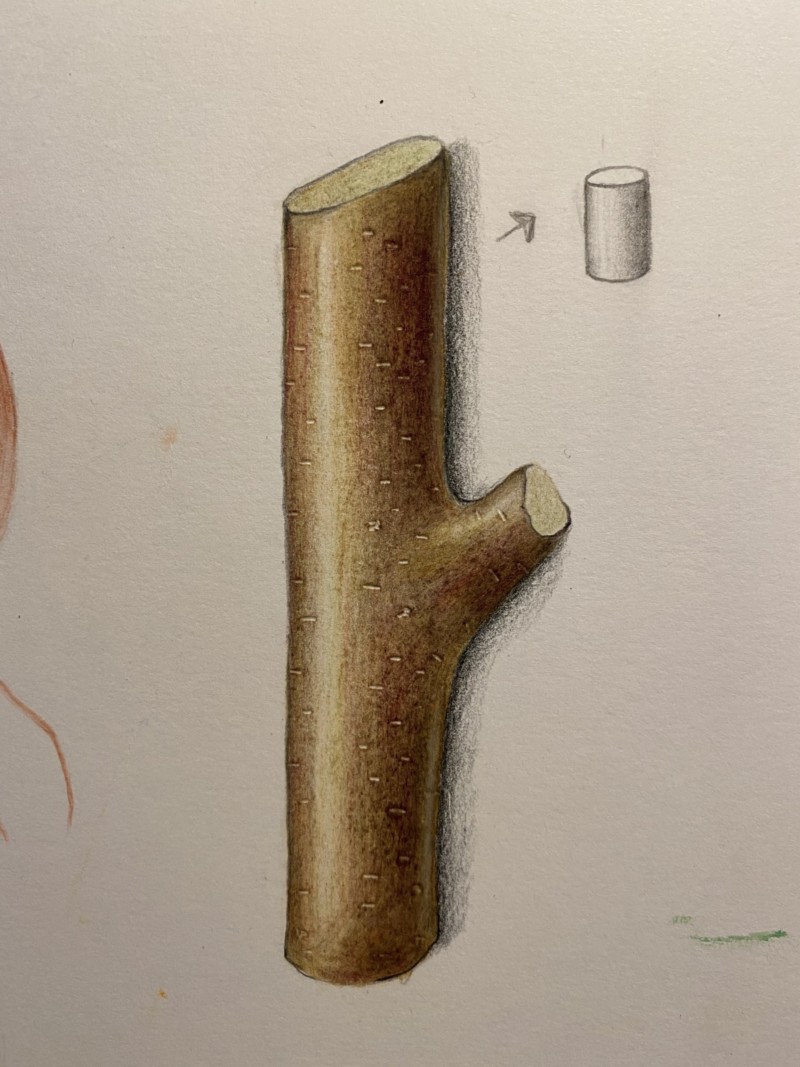 drawing-a-branch-in-color-part-1-2