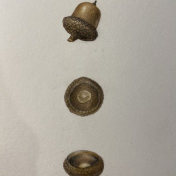 drawing-an-acorn