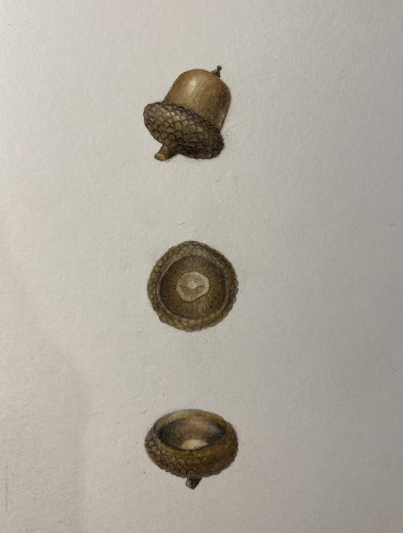 drawing-an-acorn