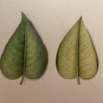 drawing-leaves