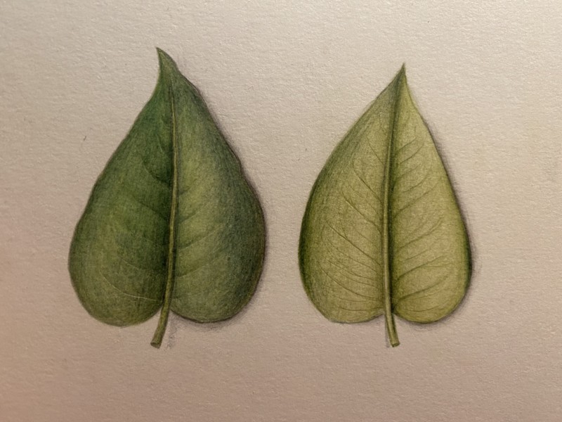drawing-leaves
