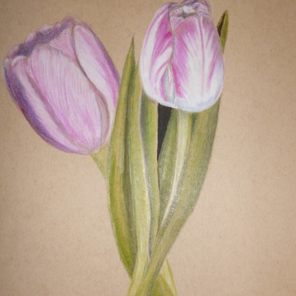 2 tulips