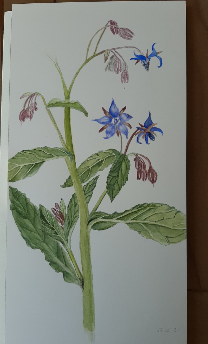 borago-officinalis