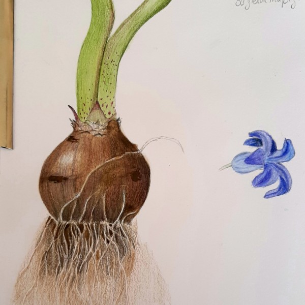 Bulb