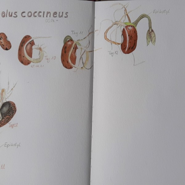 Phaseolus coccineus 2