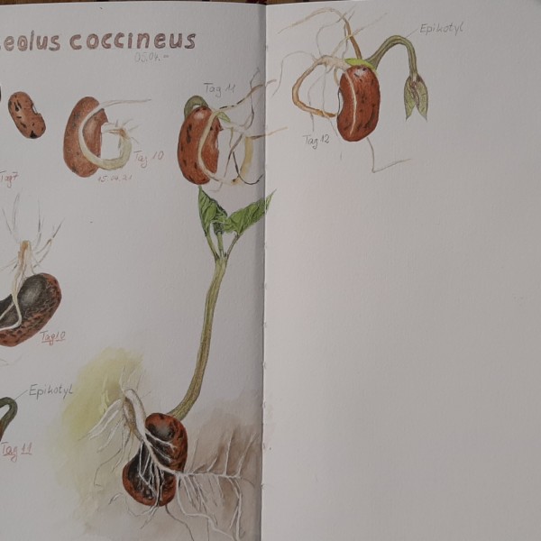 Phaseolus coccineus 3