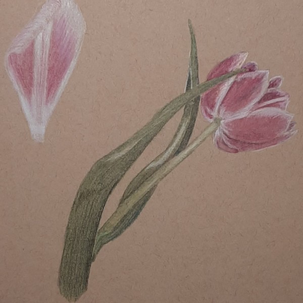TULIP 031421