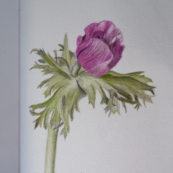 anemone 032121