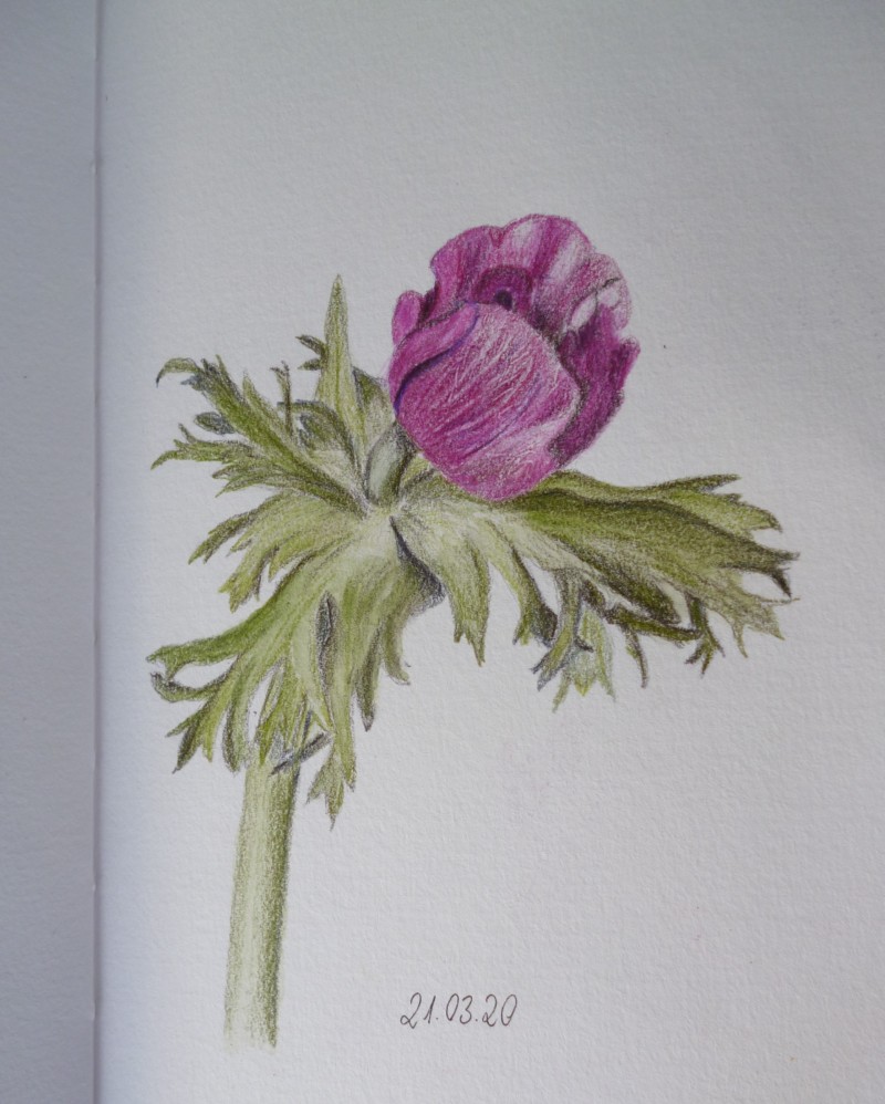 anemone-032121