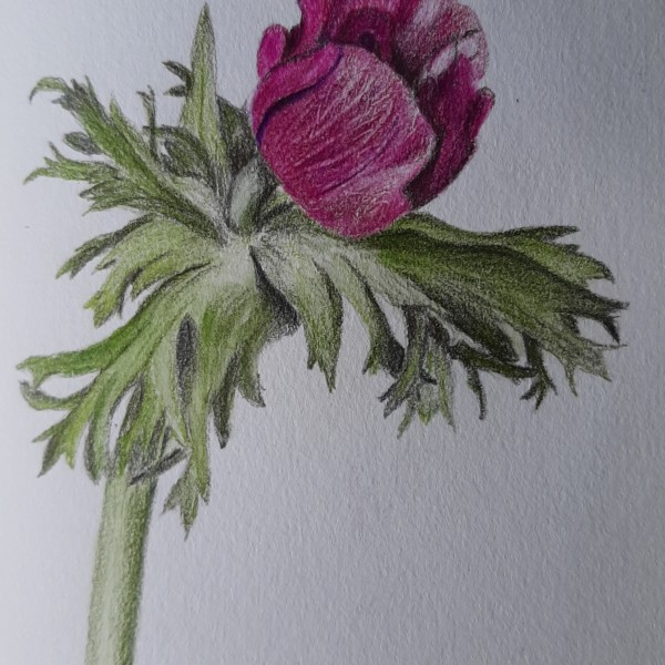 anemone 2