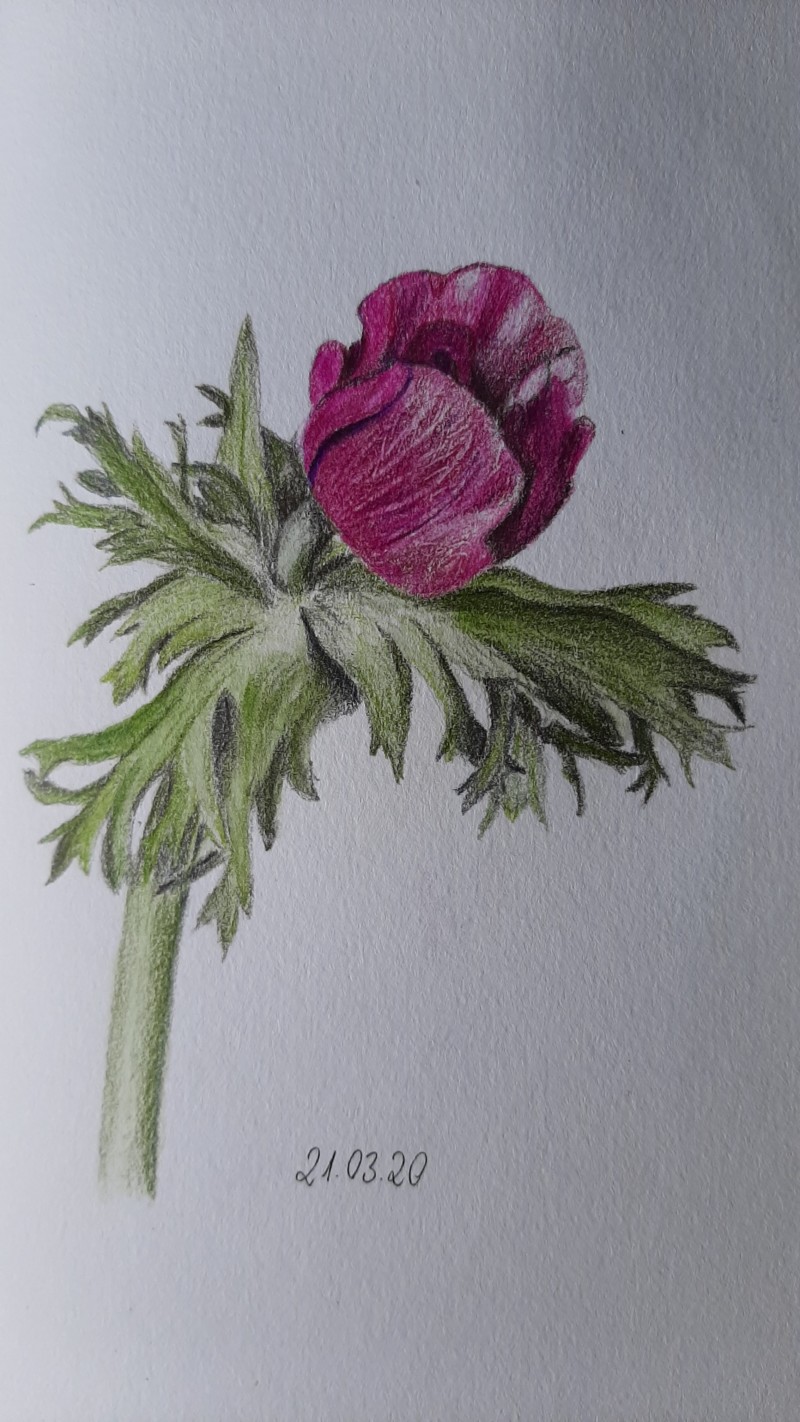anemone-2-3