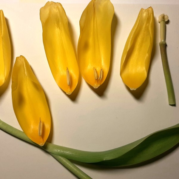 foto tulpe