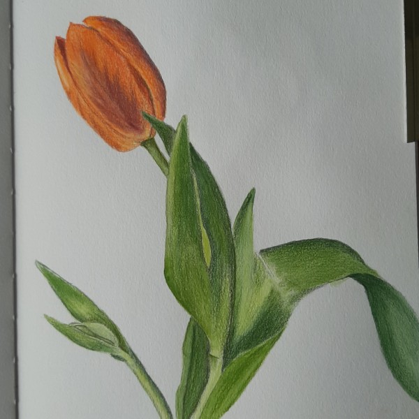 orange tulip