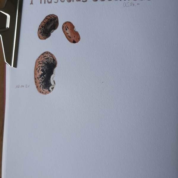 phaseolus coccineus