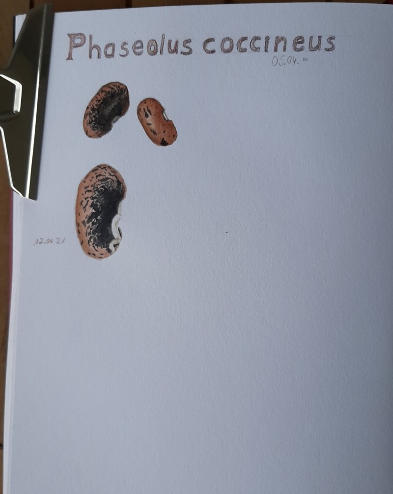 phaseolus-coccineus