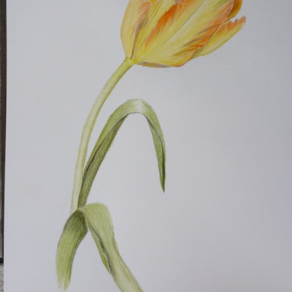 tulip