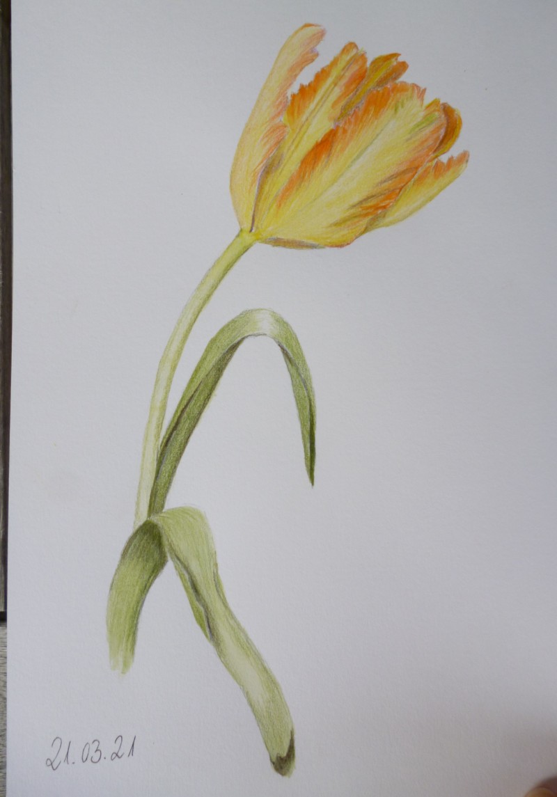 tulip-2