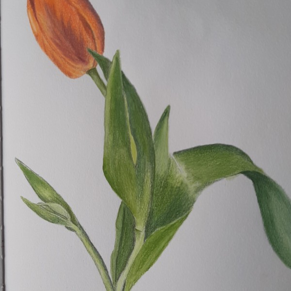 tulip 3