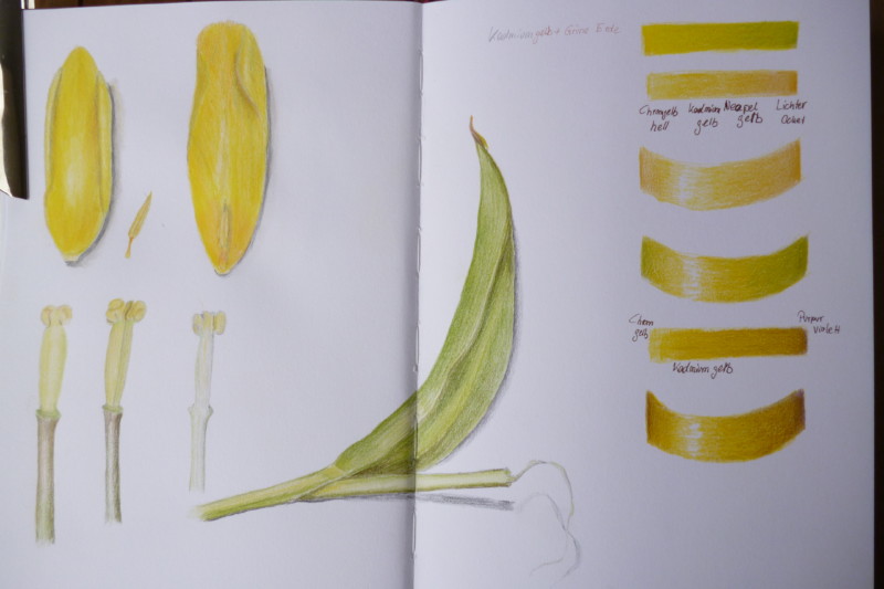 tulip-and-tone-bars