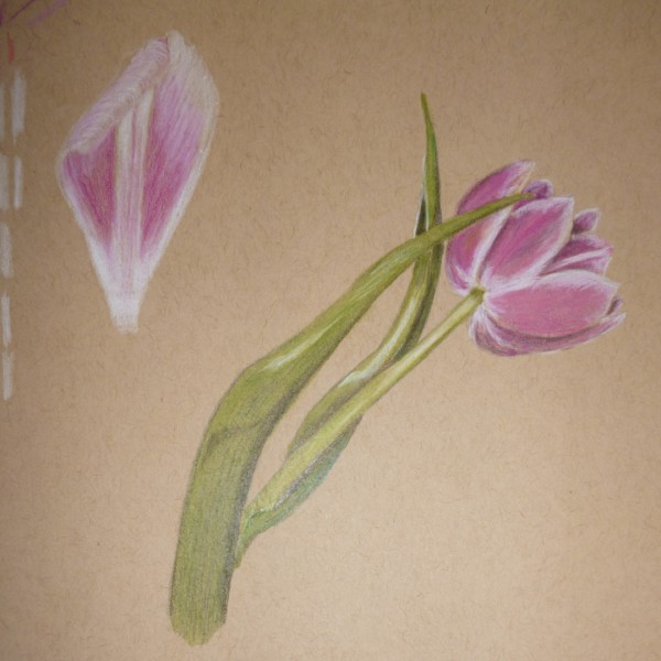 tulip new 2