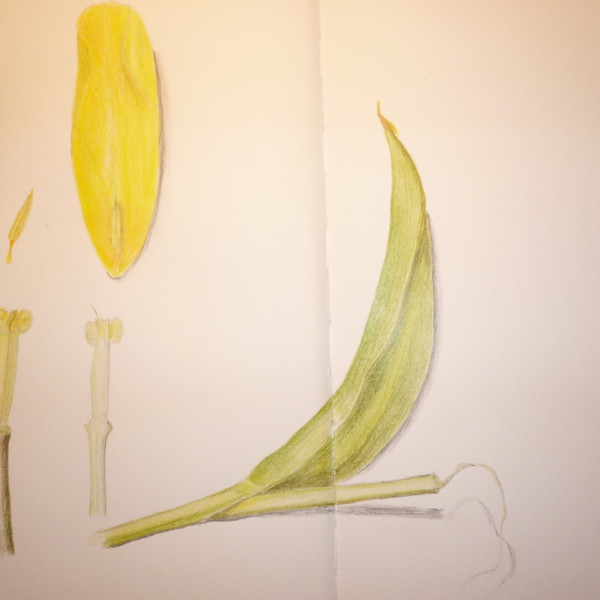 tulpe
