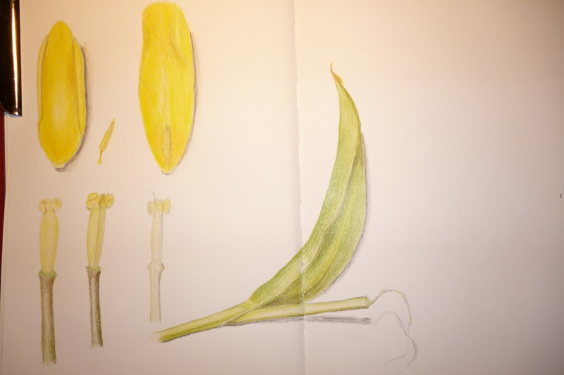 tulpe