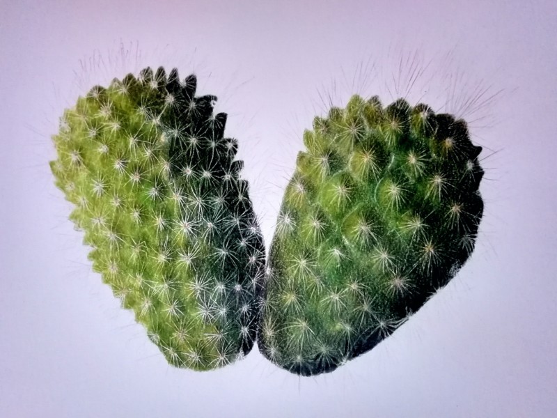 cactus