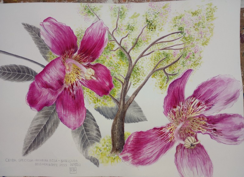 ceiba-speciosa-3a