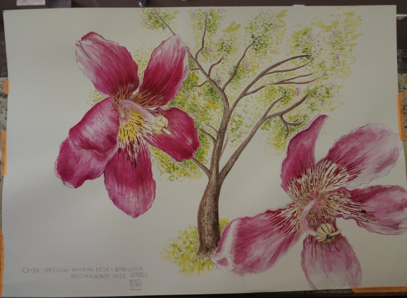 ceiba-speciosa