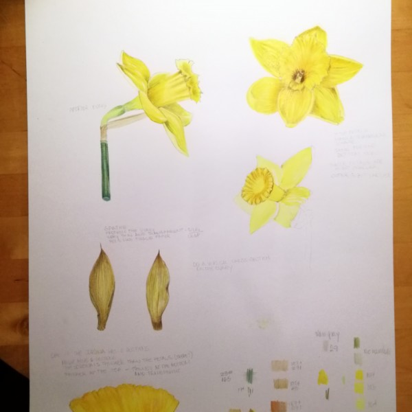 Understanding Flowers 1