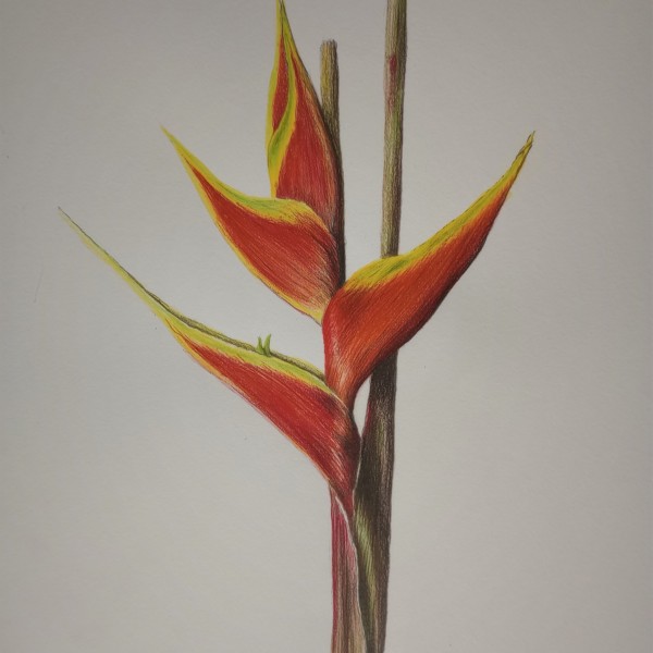 Heliconia bihai